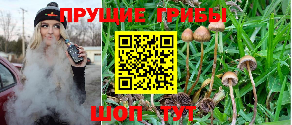 цена   Псилоцибиновые грибы мицелий  Галлюциногенные грибы Psilocybe  Вход с VPN  Кизляр 